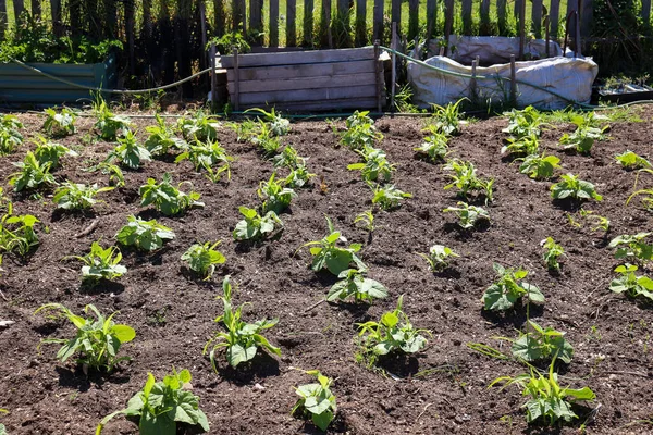 Groene Planten Tuin — Stockfoto