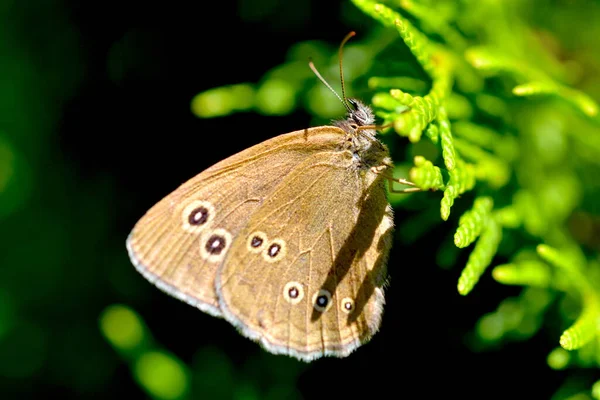 Mariposa Una Flor — Foto de Stock