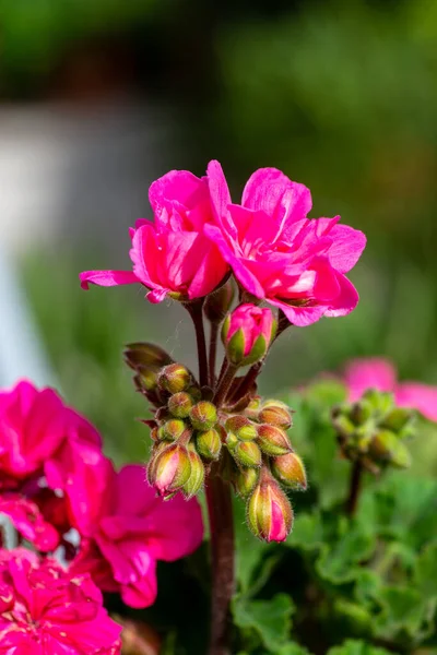 Розовый Сад Герань Горшке — стоковое фото