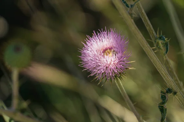 Beautiful Botanical Shot Natural Wallpaper — Stock Photo, Image