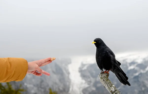 山の鳥に餌をやる人 — ストック写真