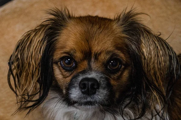 Retrato Lindo Perro —  Fotos de Stock