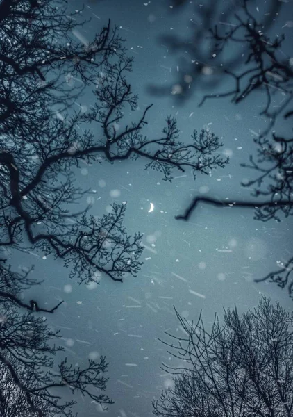 Belo Céu Noturno Com Árvores Neve — Fotografia de Stock