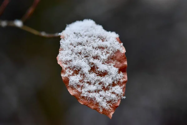 霜で覆われた美しい白い雪の終わり — ストック写真