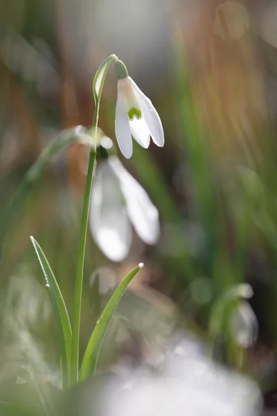 Galanthis Nivalis Flores Neve Primavera — Fotografia de Stock