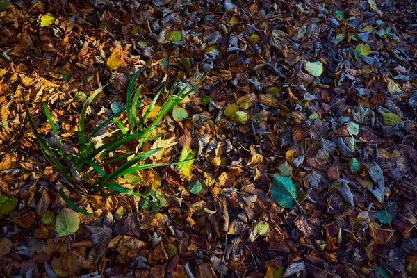 Closeup Beautiful Autumn Background — Stock Photo, Image