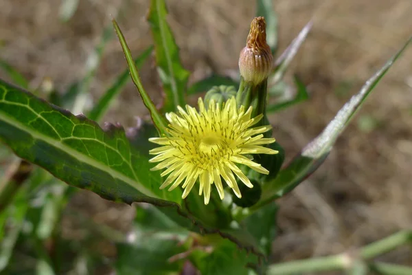 Eine Nahaufnahme Einer Biene Auf Einem Grünen Blatt — Stockfoto