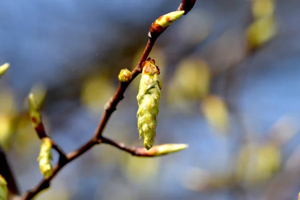 Весняні Квіти Дереві — стокове фото