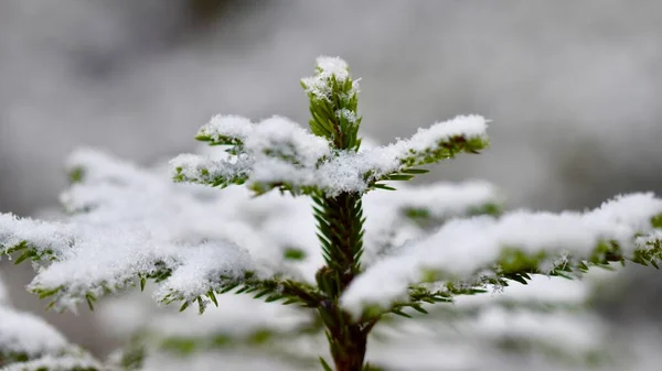 Ramo Albero Coperto Neve Con Foglie Morbide Bianche Uno Sfondo — Foto Stock