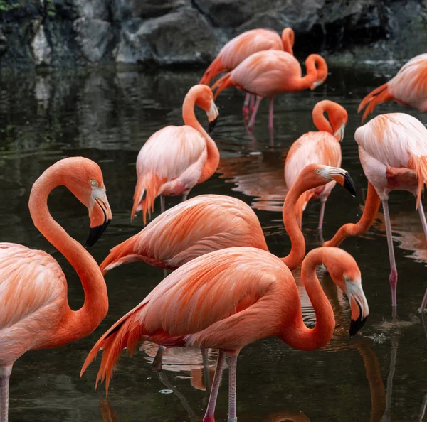 Krásné Růžové Plameňáci Zoo — Stock fotografie