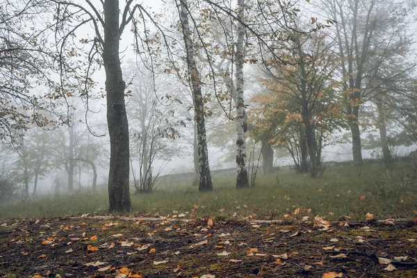 Parque Outono Caminho Está Espalhado Com Folhas Amarelas — Fotografia de Stock