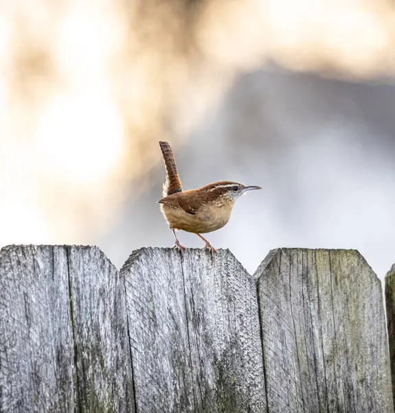 Vacker Utsikt Över Vacker Fågel Naturen — Stockfoto