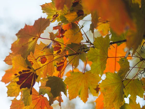 Herbst Hintergrund Park Herbst — Stockfoto