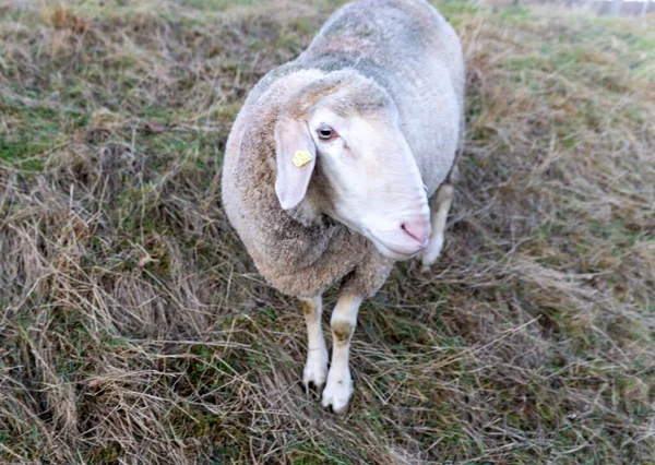 Nahaufnahme Eines Weißen Schafes Auf Einem Feld — Stockfoto