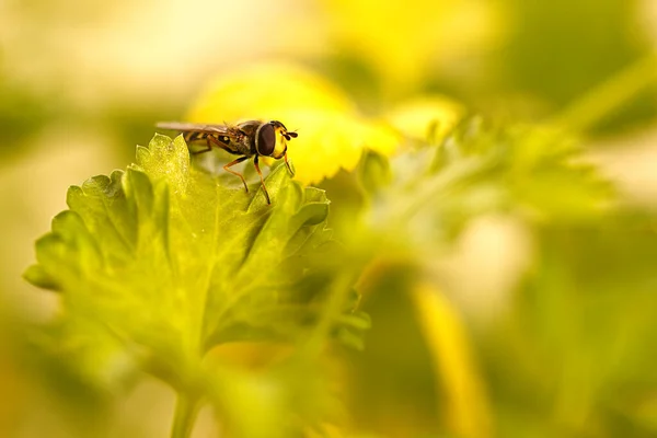 Abelha Uma Flor Amarela — Fotografia de Stock