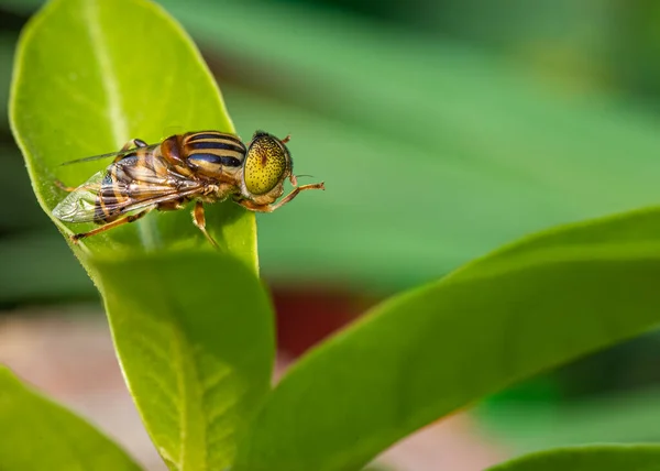 Eristalinus Megacephalus Fly Its Leg While Sitting Leaf — Zdjęcie stockowe