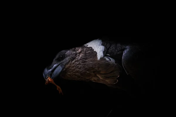 Vulture Raven Raptor Falcrony Fauna Bird Animal Close Seup Copyspace — стоковое фото