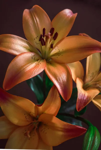 Güzel Zambak Çiçekleri Yakın — Stok fotoğraf