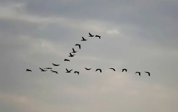 Flock Fåglar Som Flyger Skyn — Stockfoto