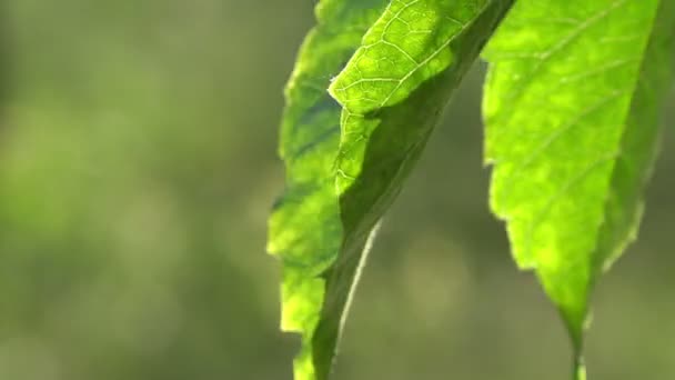 Grüne Blätter Natürlicher Hintergrund — Stockvideo