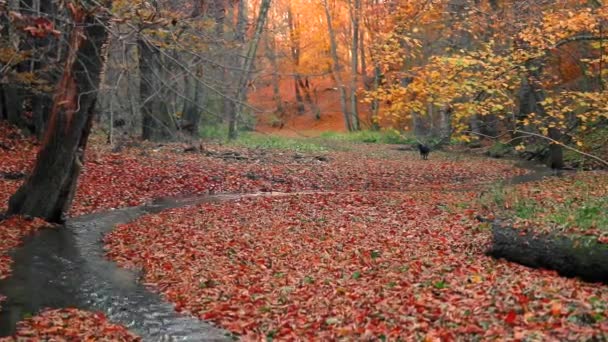Красивий Осінній Пейзаж Листям Деревом Листям — стокове відео
