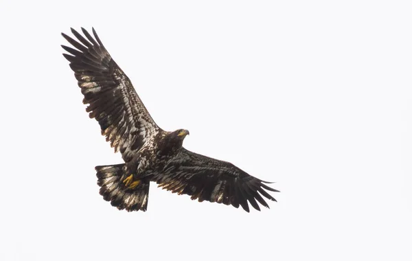 Adler Fliegt Den Himmel — Stockfoto