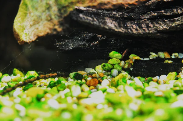 Nahaufnahme Eines Grünen Frosches Auf Schwarzem Hintergrund — Stockfoto