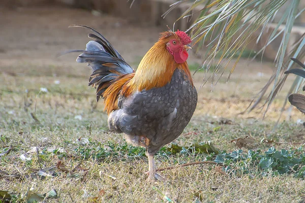 Une Belle Photo Coq Dans Une Ferme — Photo