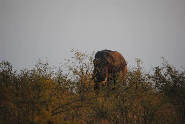 Африканский Лев Саванне Кении — стоковое фото