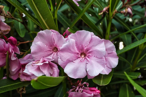 Bella Orchidea Rosa Giardino — Foto Stock