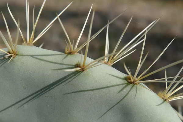 Close Cactus Пустыня — стоковое фото