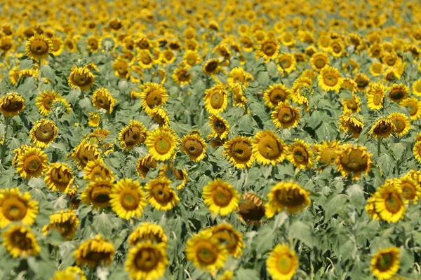 Campo Girassol Verão — Fotografia de Stock