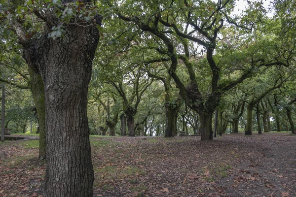 Hermosa Vista Del Parque —  Fotos de Stock