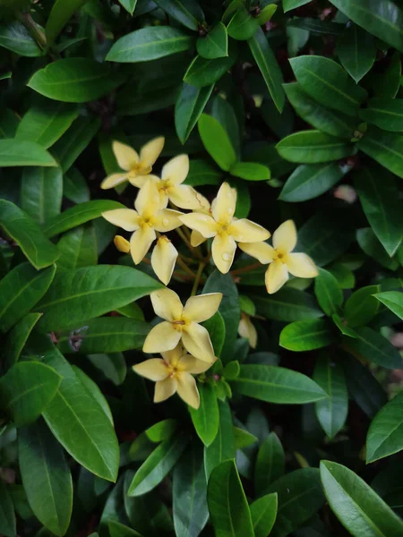 Vackra Blommor Trädgården — Stockfoto