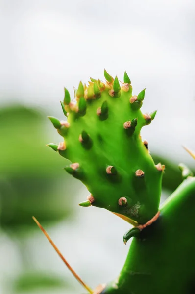 Grön Kaktus Trädgården — Stockfoto