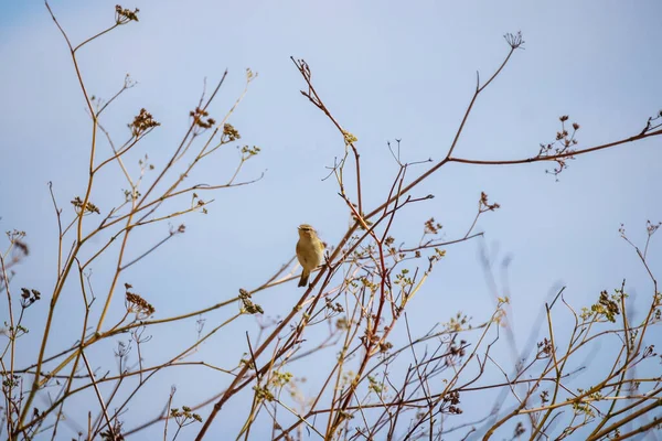 Bird Tree Branch — Stock Photo, Image