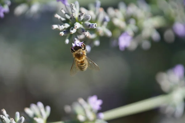 Méhecske Virágon Közelről — Stock Fotó