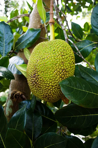 Groen Papaja Fruit Boom — Stockfoto