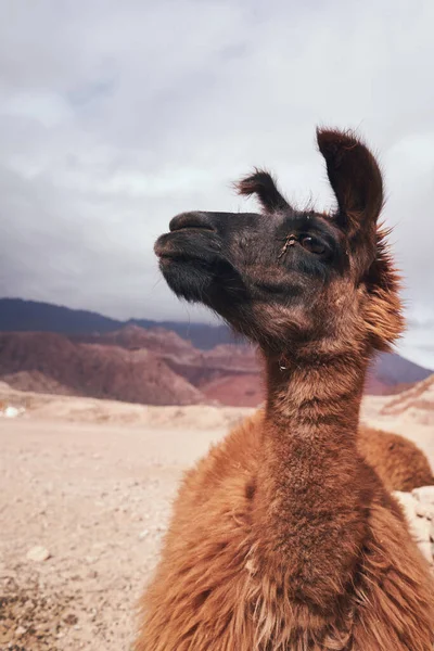 페루에 네게브 사막의 해변에 낙타입니다 Morocco — 스톡 사진