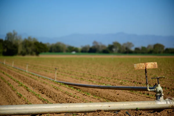 Farmer Harvesting Field Corn Distance — Foto de Stock