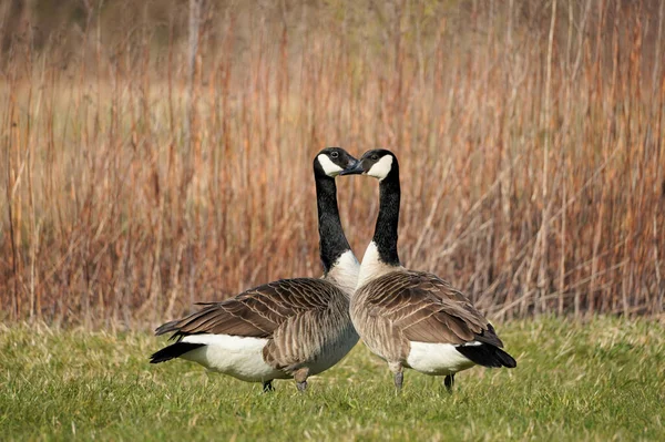 Two Canada Geese Green Meadow Dried Reeds Background — Stock fotografie