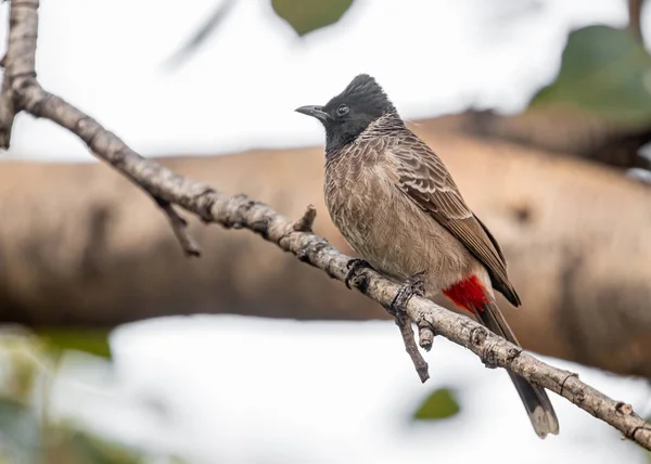 Red Vented Bulbul Resting Tree — Stock Photo, Image