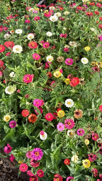 Vertical Top View Pretty Small Colorful Flowers Grass Sunlight — Zdjęcie stockowe