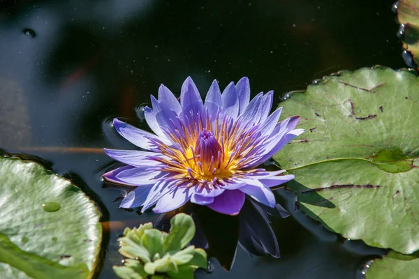 Водяные Лилии Лотос Фиолетовые Лепестки — стоковое фото
