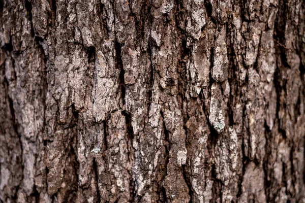 Υφή Του Φλοιού Παλαιού Δέντρου — Φωτογραφία Αρχείου