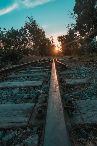 Trilhos Ferroviários Floresta — Fotografia de Stock