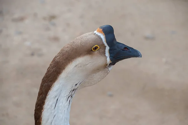 Gros Plan Oiseau — Photo