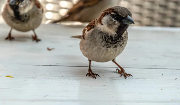 Sparrow Standing Wooden Table — Φωτογραφία Αρχείου