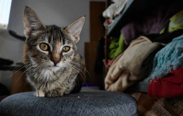 Gato Com Grande Olhos — Fotografia de Stock