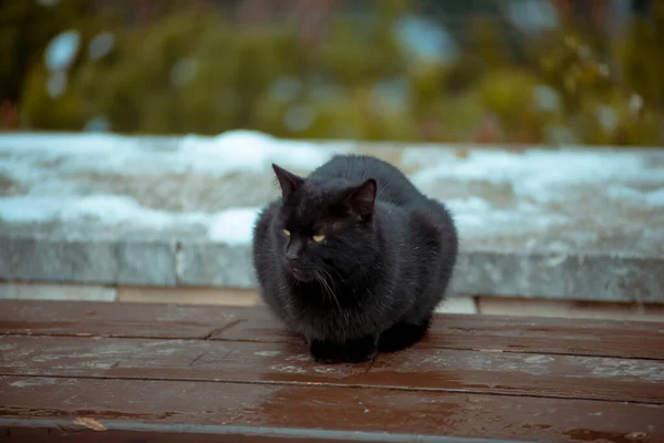 Schwarze Katze Auf Der Straße — Stockfoto